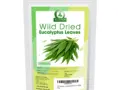 Dried Eucalyptus