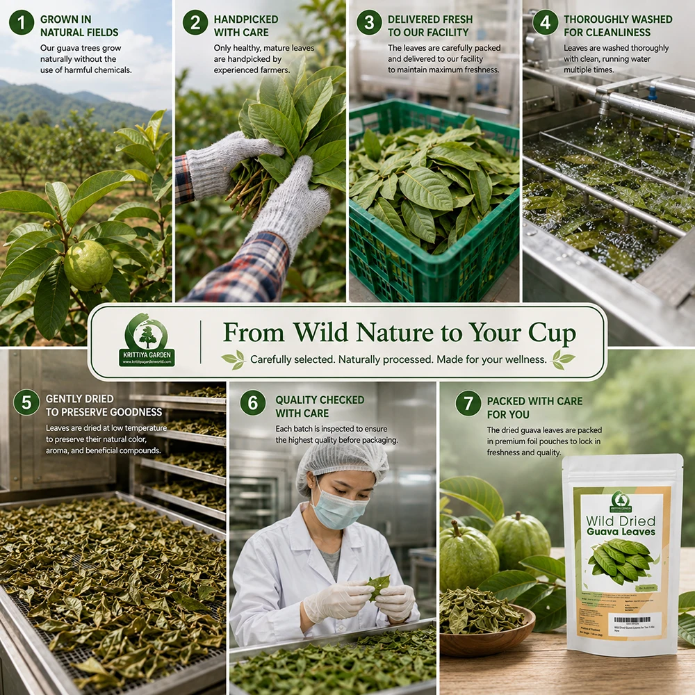 Dried Guava Leaves Manufacturing Dried Guava Leaves Manufacturing
