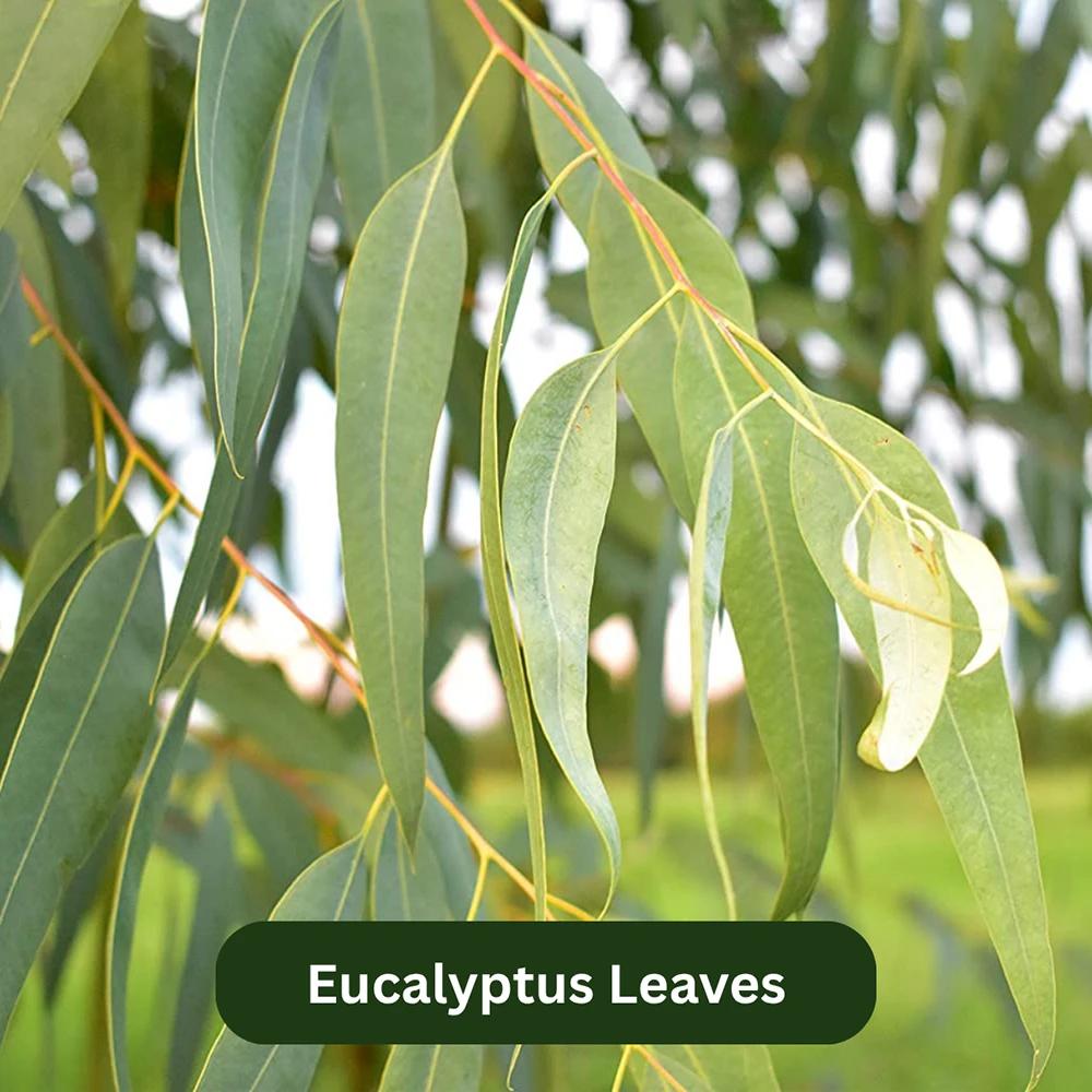 Eucalyptus Leaves