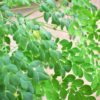 Moringa Leaves
