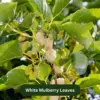 White Mulberry Leaves