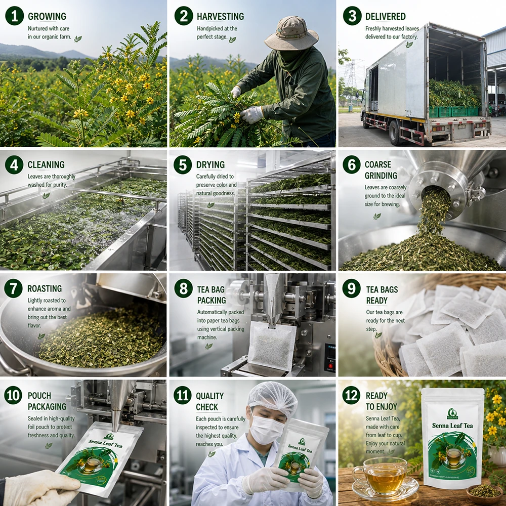 Senna Leaf Tea Manufacturing Senna Leaf Tea Manufacturing