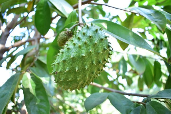 Soursop Leaf Tea 60-Teabags - Image 3