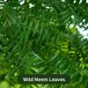 Wild Neem Leaves