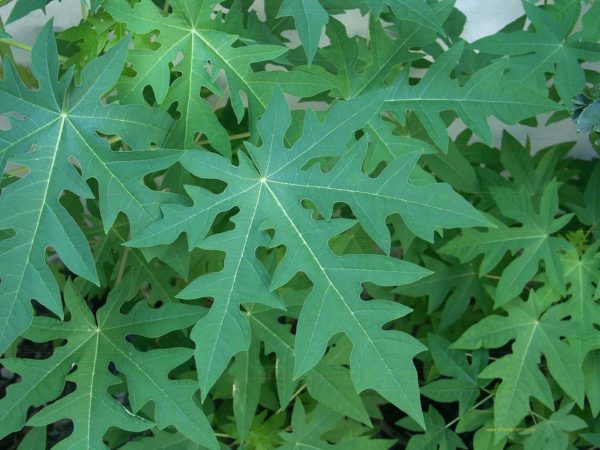 Papaya Leaf Tea 36-Teabags - Image 3