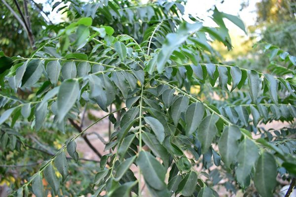 Dried Curry Leaves 0.7Oz - Image 3