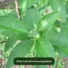 Bitter Leaf Plant