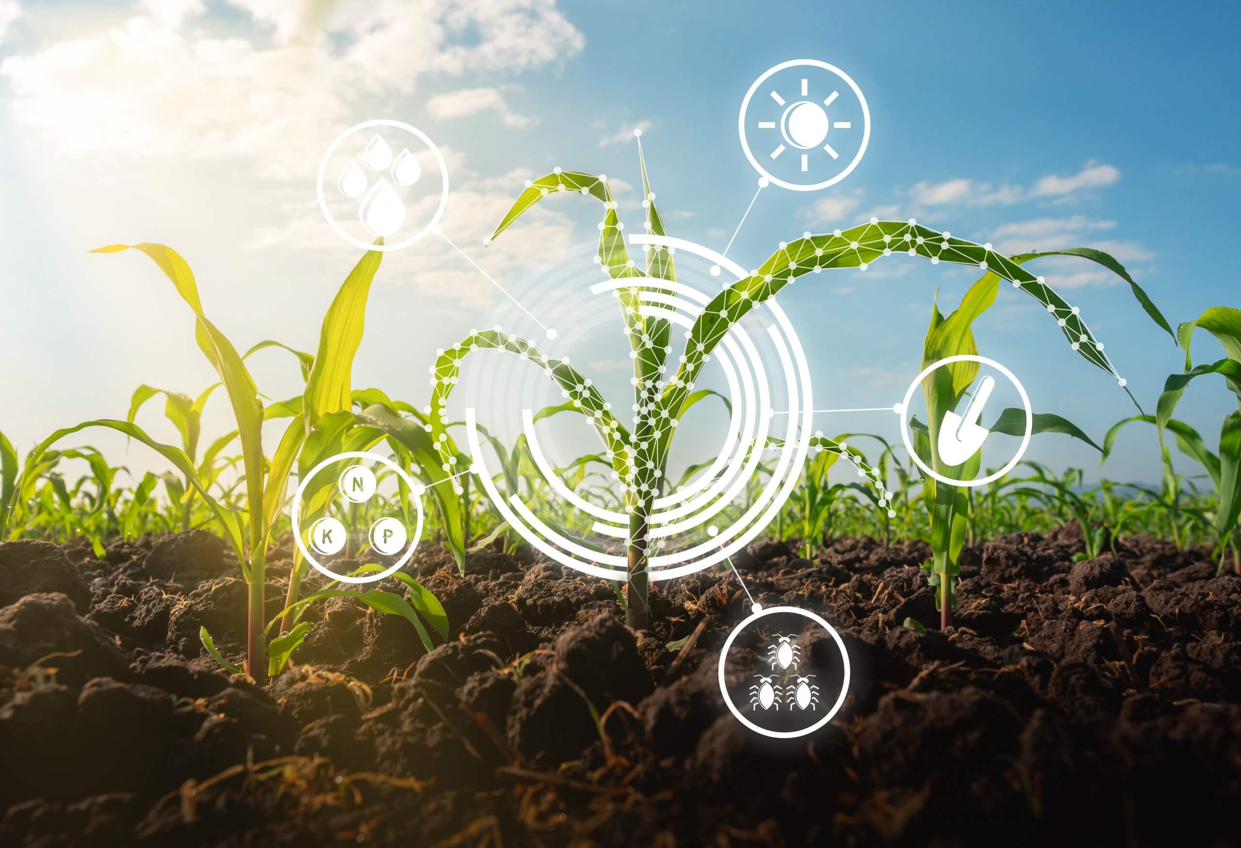 agriculture is the way of sustainability