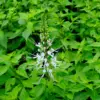 Wild Java Tea 60-Teabags (Kumisukuchin, Orthosiphon Aristatus, Cat Whiskers) - Image 5
