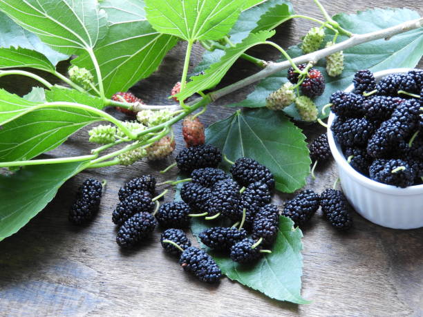 Mulberry Fruit with Leaves