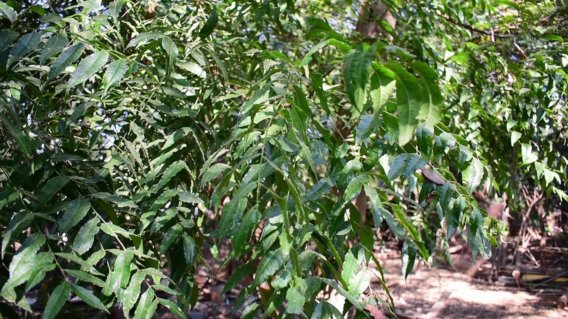 Neem Leaves at Krittiya Garden