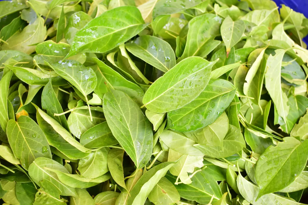 Gymnema Sylvestre  Fresh Leaves