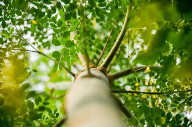 Moringa tree