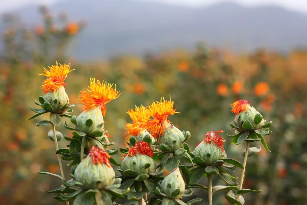 American Saffron (Safflower) Plant