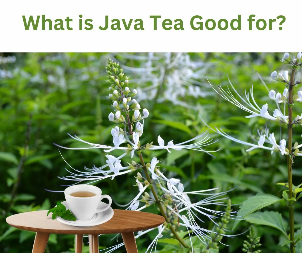 What is Java tea good for?